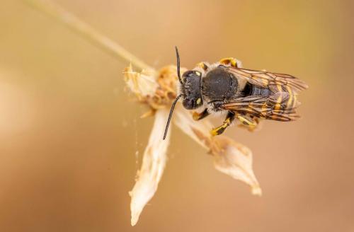 Réf. 262 984 : Trachusa interrupta